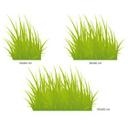 Sticker mural - Touffes d'herbe