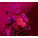 Fotomural Paredes de Patel bouquet vibrant 2