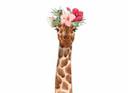 Babyværelse girafportræt tapet hvidbrun - non-woven tapet Designwalls 2 - 2,55 x 3,5 m
