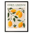 Plakat Frugt - Boho citrontræ - Citrus Limonum - Tunaboylu