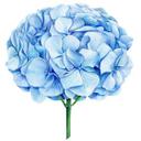 Muursticker XXL Blauwe Hortensia