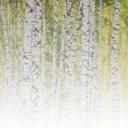 BirchForest2 birkeskovstapet i gråhvid - non-woven tapet Designwalls 2 - 2,55 x 3,5 m