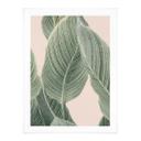 Plakat Calathea-plante - Sisi & Seb