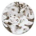 Tableau sur alu-Dibond Annie - Jasmin - Rond