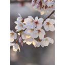 Fototapet - Kirsebærblomstergren