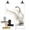 Plakat - Majestætisk Svane - Natural Beauty