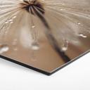 Hexagon Dibond Paardenbloem in ochtenddauw - Treechild