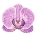 Sticker mural Fleur d'Orchidée