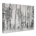 Lienzo Talen - Bosque de abedules en blanco y negro