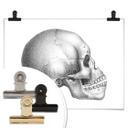 Póster Calavera 02