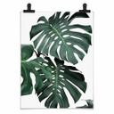Plakat - Sisi & Seb - Monstera
