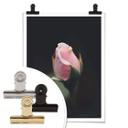 Póster Flor rosa de una rosa