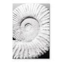 Akrylbillede Fossil muslingeskal - Shot-by-Clint