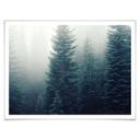 Póster Niebla en el bosque