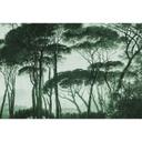 Architects Paper Papier peint photo Atelier 47 Treetops arbres