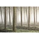 Fototapet Carozzi - Eventyrskov i morgendisen