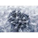 Vinilo adhesivo muebles, vinilo decorativo - lavable - Dandelion 02