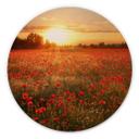 Cuadro de madera - Campo de amapolas al atardecer - Redondo