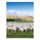 Póster Colombo - Rebaño de ovejas en Nueva Zelanda