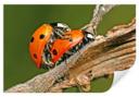Poster autocollant - W - Couple de Coccinelles