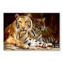 Akrylbillede To kongelige bengalske tigre