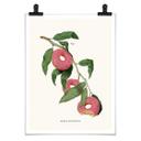 Póster Suelto - Planta de donuts