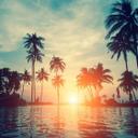 Sunset&Palms palmetræer tapet i turkis sort - non-woven tapet Designwalls 2 - 2,55 x 3,5 m