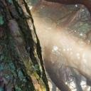 Ryu - Fotomural de un pinar sagrado
