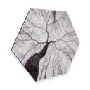 Hexagone - Alu-Dibond Pavlasek - Vers la cime des arbres