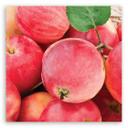 Canvasbillede, Makro - æblefrugt