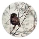 Tableau sur alu-Dibond Avramescu - Yeux du hibou - Rond