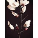 Fototapet Treechild - Magnolia Blossoms