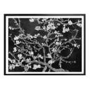 Plakat - van Gogh - Mandelblomst - sort