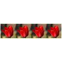 Tulipan