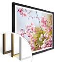 Poster - Cherry Blossoms