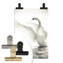 Poster - Cygne majestueux