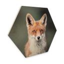 Hexagone - Bois van Duijn - Yeux de renard