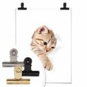 Gatito de póster en viaje de descubrimiento