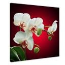 Tableau sur toile - Beauté florale d'une orchidée - Format carré
