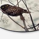 Tableau sur alu-Dibond Avramescu - Yeux du hibou - Rond