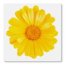 Plateau de table en verre - Gerbera jaune - Carré - 60x60 cm