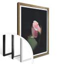 Póster Flor rosa de una rosa