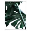 Plakat - Urban Jungle 02 - Monstera Deliciosa