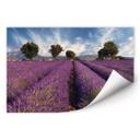 Poster autocollant - W - Champ de Lavande