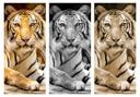 Tiger - dørsticker