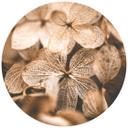 Fototapet - Rundt Annie - Delicate Blossoms - vliesetapet/selvklæbende non-woven tapet