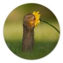 Billede på træ - van Duijn - Egern dufter til blomst