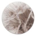 Tableau sur alu-Dibond Pissenlit Close Up - Rond