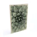 Billede af træ Agave 02