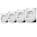 Fotomural de conchas fósiles - Fotografía de Clint